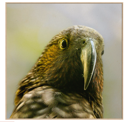 Wall prints large enough to make an impact. Close up head portrait of native NZ parrot kaka bird Artwork 1000mm x 1000mm
Wood Frame 1032mm x 1032mm external dimensions