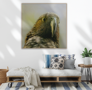 Framed canvas portrait of a Kaka parrot on a wall above a sofa. Square art.