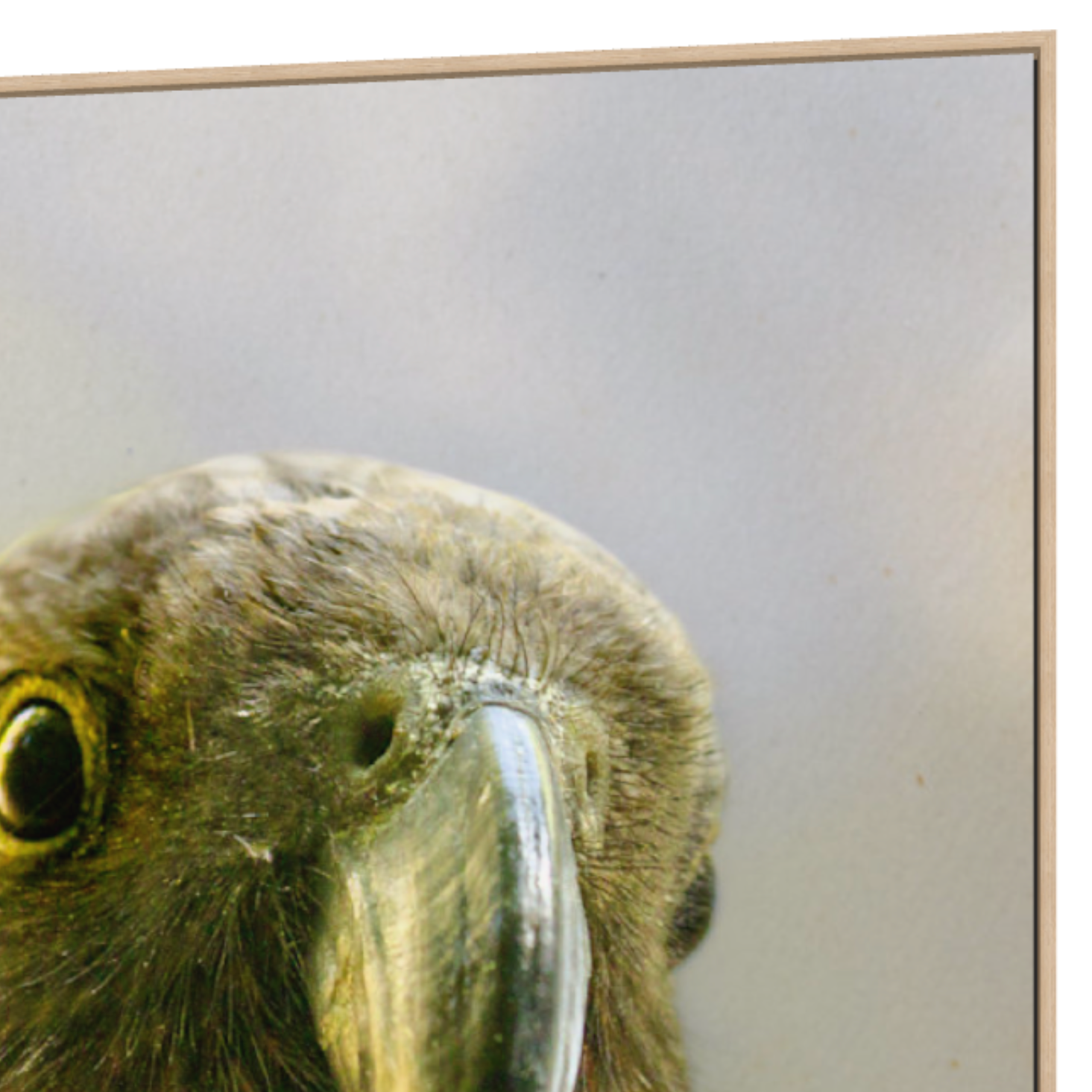 Close-up of a Kaka parrot head with a blurred background, shows float frame detaill.
