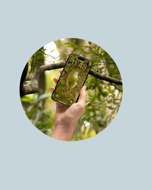 titipounamu phone wallpaper