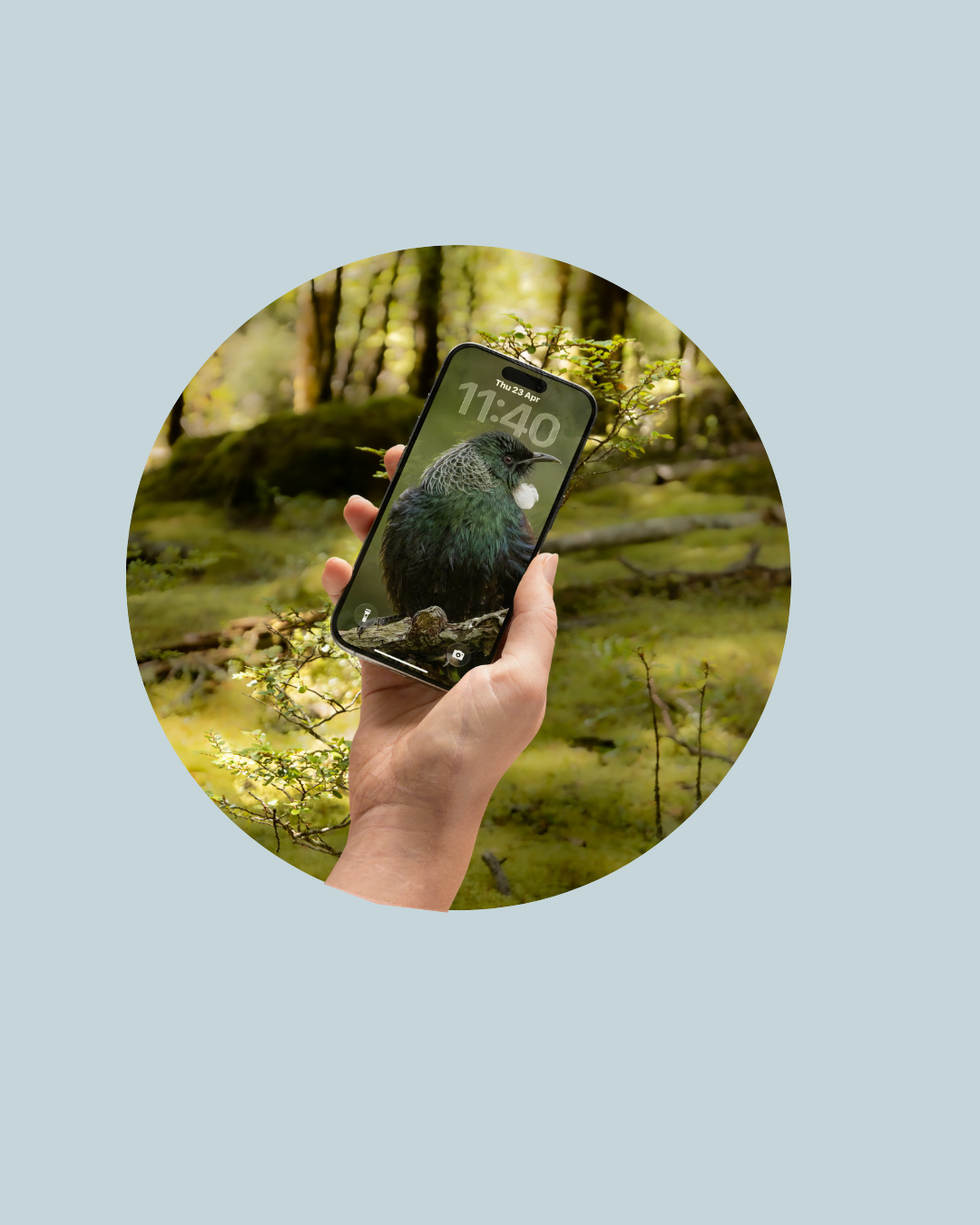 tui phone wallpaper - native bird phone wallpaper from Blankwallnz wilderness art in your pocket 